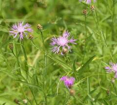 Centaurea jacea