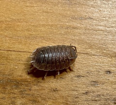 Porcellio dilatatus