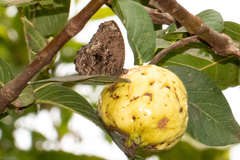 Praepedaliodes phanias