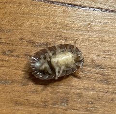 Porcellio dilatatus