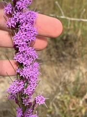 Liatris tenuifolia