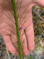 Liatris tenuifolia