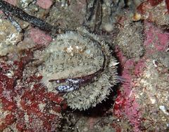 Amblypneustes elevatus elevatus