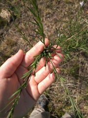 Nierembergia linariifolia