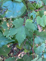 Vitis palmata