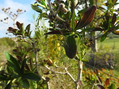 Berberis laurina