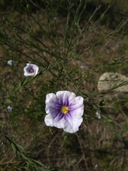 Nierembergia linariifolia