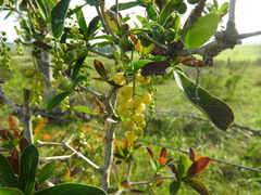 Berberis laurina