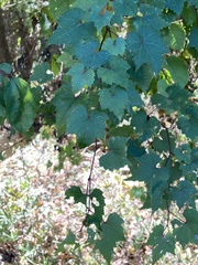 Vitis palmata