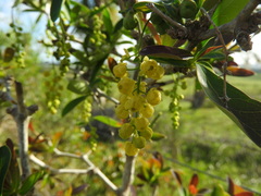 Berberis laurina