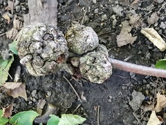 Callirhytis quercuspunctata