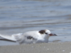 Sterna hirundo