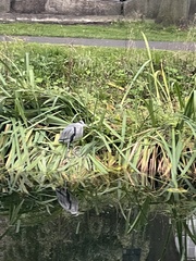 Ardea cinerea