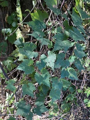 Vitis palmata