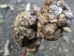 Callirhytis quercuspunctata