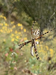 Argiope florida