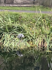 Ardea cinerea