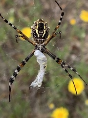 Argiope florida