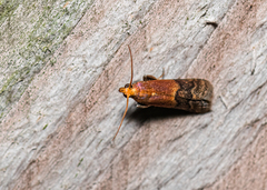 Eulogia ochrifrontella