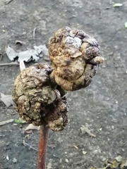 Callirhytis quercuspunctata