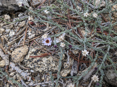 Erigeron breweri jacinteus