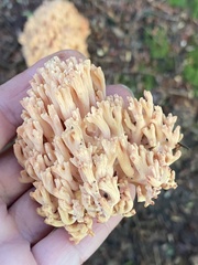 Ramaria formosa