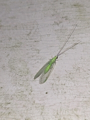 Ceraeochrysa lineaticornis