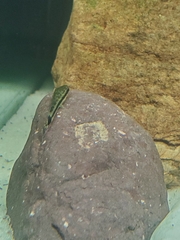 Otocinclus