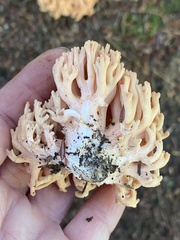 Ramaria formosa