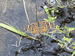 Phyciodes pallescens