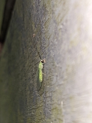 Ceraeochrysa lineaticornis