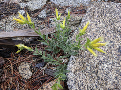 Silene parishii
