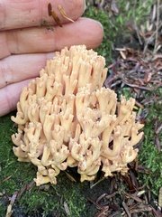 Ramaria formosa