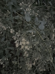 Brickellia grandiflora