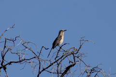 Mimus thenca