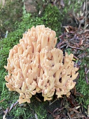 Ramaria formosa