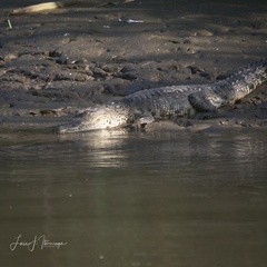 Crocodylus moreletii