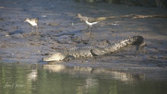 Crocodylus moreletii