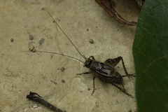 Allonemobius maculatus