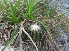 Parodia erinaceus