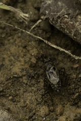 Allonemobius maculatus