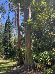 Eucalyptus deglupta