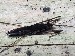 Limnoporus canaliculatus