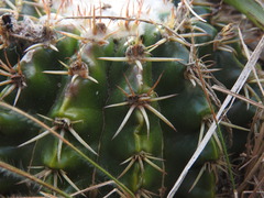 Parodia erinaceus