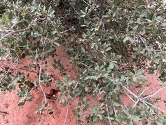 Quercus × pauciloba