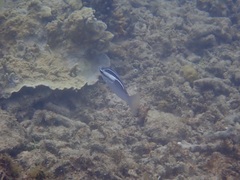 Scolopsis trilineata