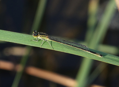 Ischnura elegans elegans