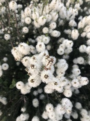 Kunzea ambigua