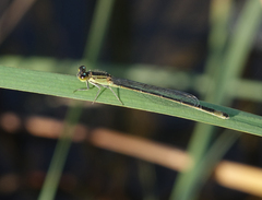 Ischnura elegans elegans