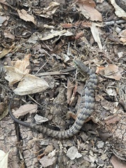 Elgaria multicarinata multicarinata